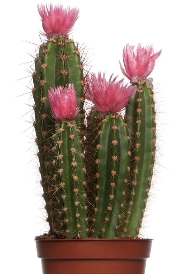 cactus-cropped